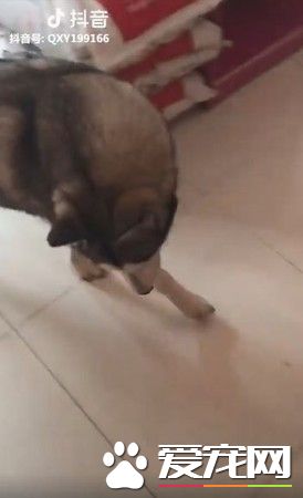 睡醒看見哈士奇臭臭臉 走路竟然是90度歪著頭