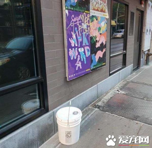 虎斑貓關塑膠桶內棄養 幸得狗狗發現被救于收容所