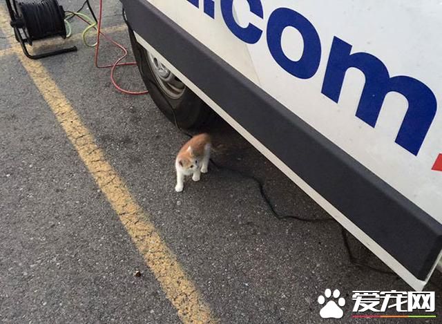 一只流浪貓闖入新聞直播現場后~