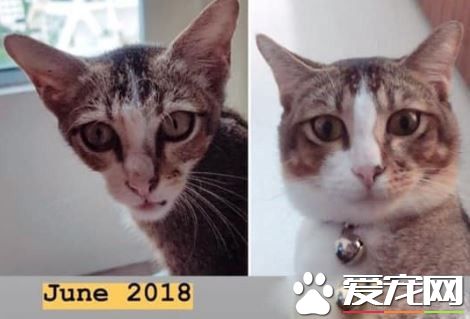 浪浪被收養前面似外星人 四個月后宛如換了只<a href=/zhonglei/mao/ target=_blank class=infotextkey>貓</a>