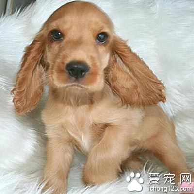 如何科學合理的去飼養可卡犬