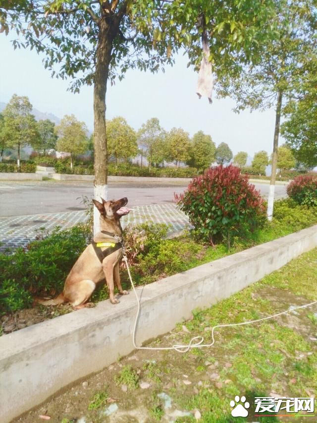 警犬很辛苦？和寵物狗一比，警犬待遇不比王思聰愛犬王可可差！