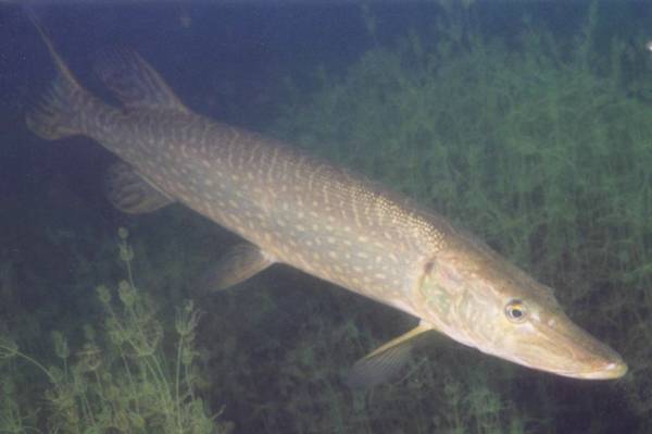 小狗魚長什么樣子