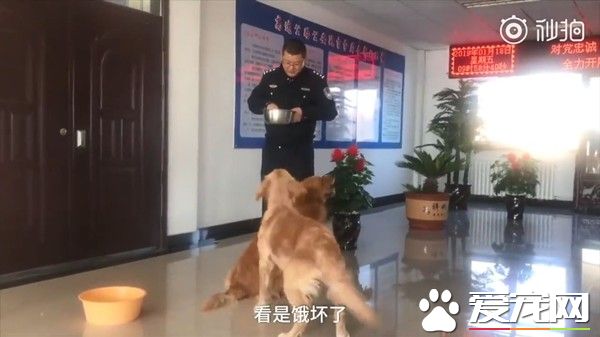 黃金獵犬兄弟檔走丟 卻不急著找主人只顧討吃