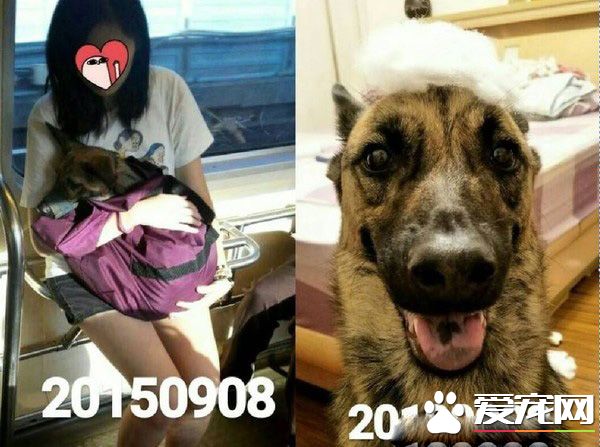 你也太像柯文哲了吧！汪汪撞臉柯文哲的招牌表情