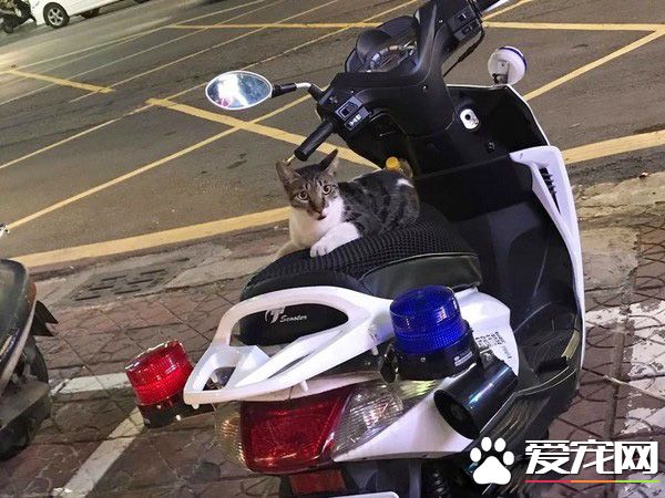遇到貓警探了！浪喵霸占警用機車偽裝黑貓警長