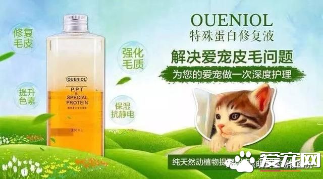 寵物換毛季，我該怎么辦？