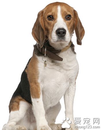 比格犬因腿短遭“嫌棄” 新西蘭緝私犬引新品種