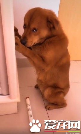 小黃汪犯錯被罰面壁思過 見失傳武器偷瞄求情