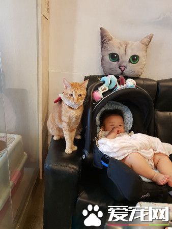 上班打掃還要充當貓咪坐騎 還得獻上拍屁股服務