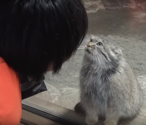 只對你情有獨鐘！ 兔猻肉球貼玻璃深情等飼育員心上人