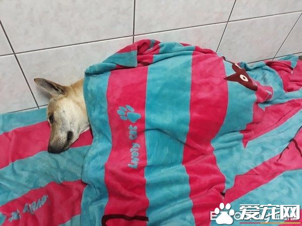 毛小孩全身淋濕 媽媽超心疼花20分鐘擦干