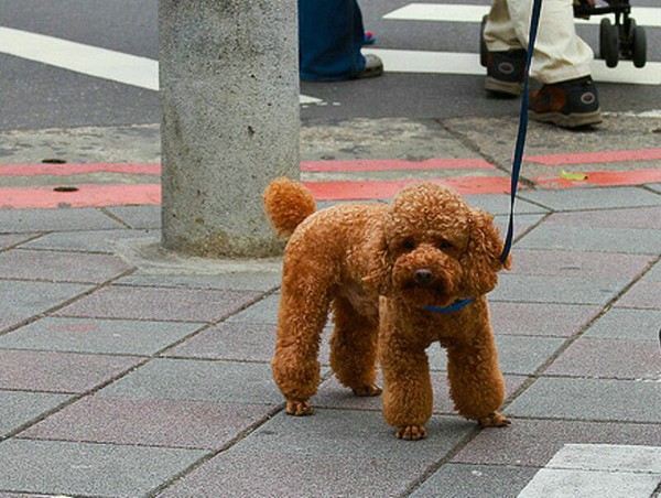 泰迪狗狗耳朵內壁發紅