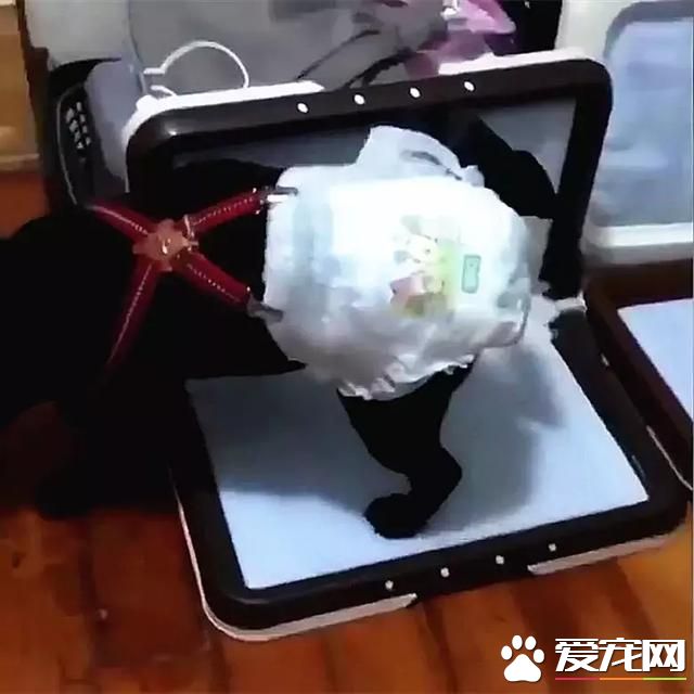 這也是在變相拆家 狗狗走哪里尿在哪里