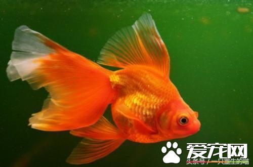 最受歡迎的寵物，喜歡小動物的你一定你養過