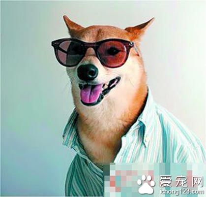 4歲柴犬博迪在時尚圈走紅 “狗模”人樣月入9萬