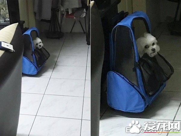 戲精狗狗戲看太多 自學會劍砍裝死橋段