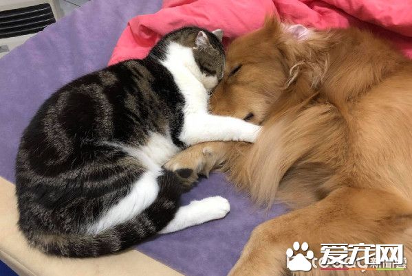 超搞笑！黃金獵犬的拿手絕活每接必漏