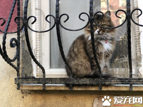 俄羅斯派來臥底的？歷史性合照焦點被喵星人吸走