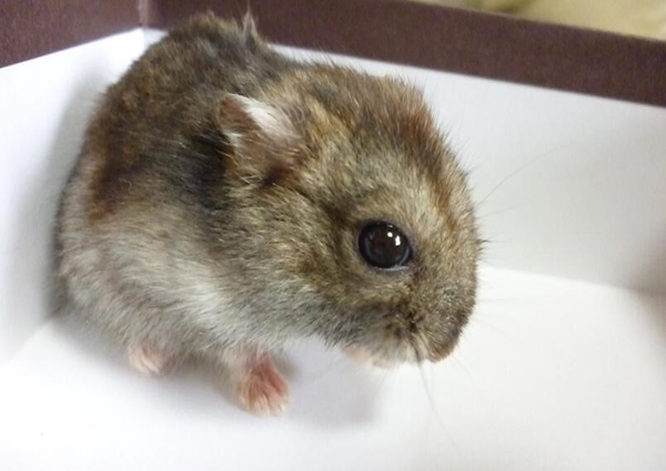 被倉鼠咬了死亡的案例