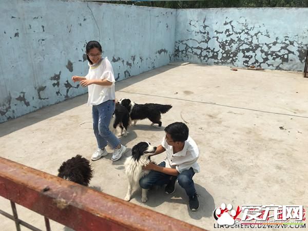 聊城95后夫妻返鄉飼養寵物狗 年入150余萬助力鄉村振興