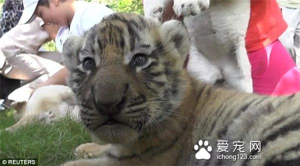 俄羅斯克里米亞Taigan野生動物園里游客可以與野生動物親密接觸