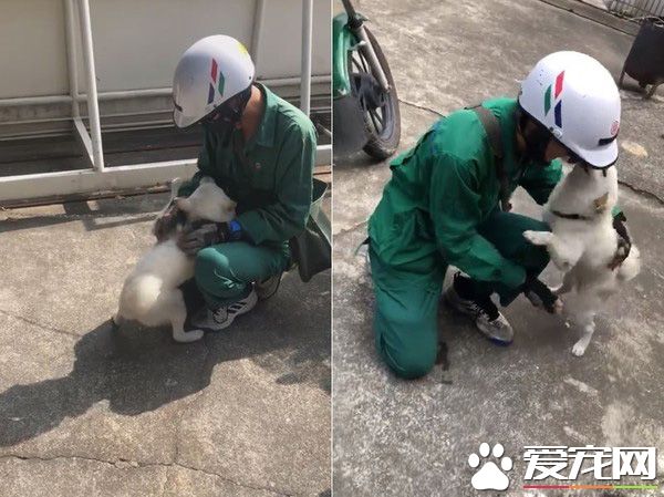 超溫馨場面！白柴時隔一個月見郵差哥哥超激動