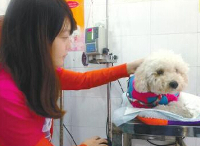 羅威納犬為患重病的貴賓犬“美美”獻血