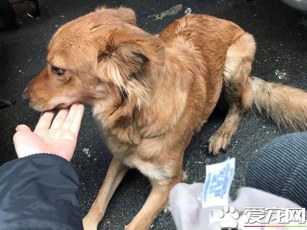 狗不能落地把拔將23公斤毛孩抱起 汪露欠揍爽臉