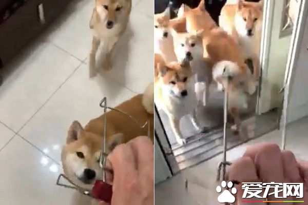 鍋夾助威滅狗狗威風 毛軍團紛紛變成俗辣竄逃