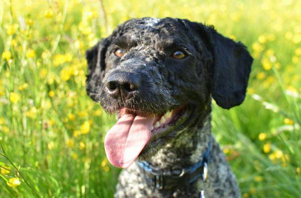 狗狗注射狂犬疫苗時間