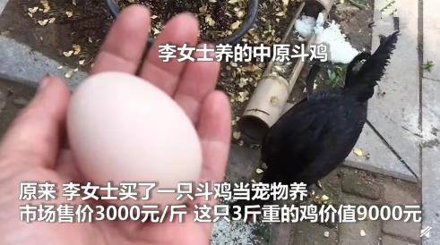9000元的寵物雞被偷走下鍋 主人看到后崩潰