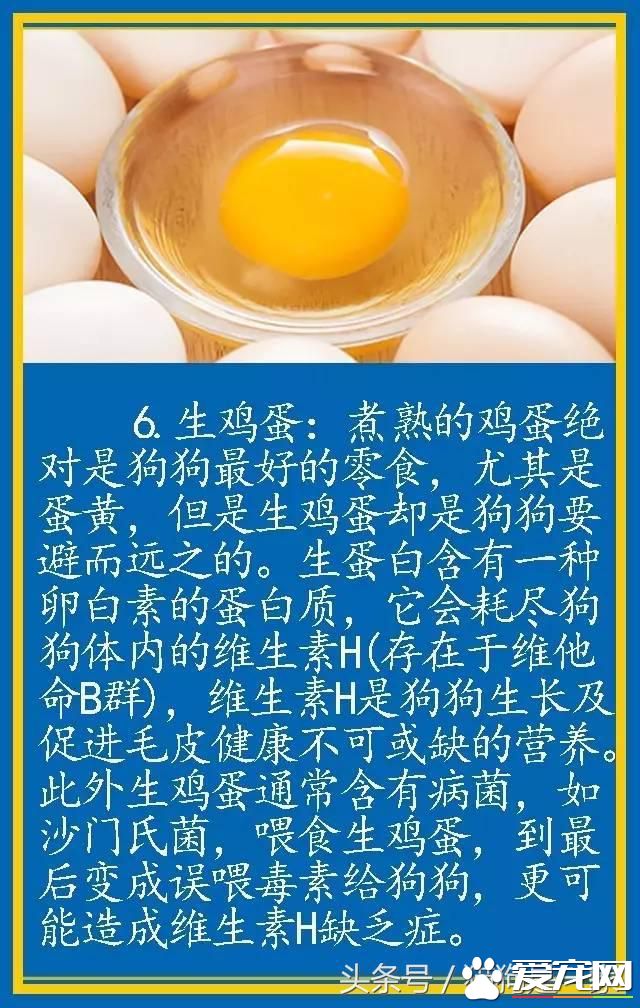 寵物狗的飲食禁忌