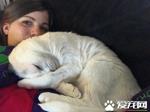 焦慮癥女孩領養無耳貓 貓咪幫助下克服精神疾病