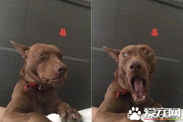 有趣的狗狗吃食照片被po出  來了解照片背后的故事