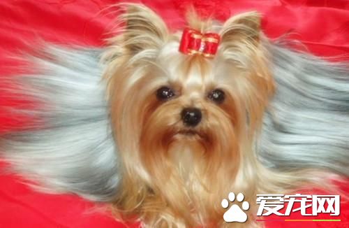 長不大的寵物狗