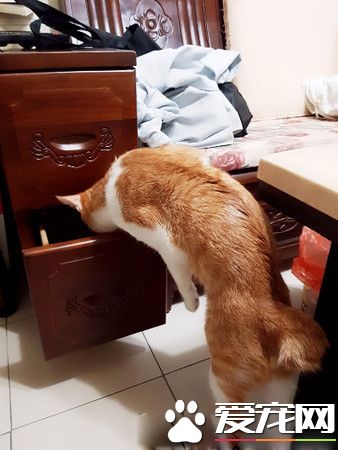 圣誕樹遭喵皇侵犯 整棵圣誕樹像是大型逗貓棒
