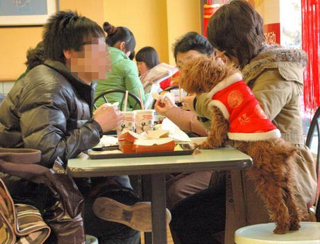 帶寵物狗在公共場所就餐 寵物狗上餐桌的行為有失禮貌