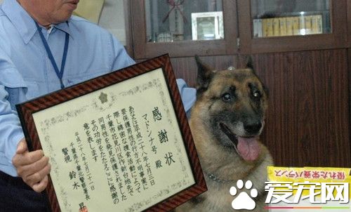 民養高齡警犬瑪丹娜 找回失智的爺爺
