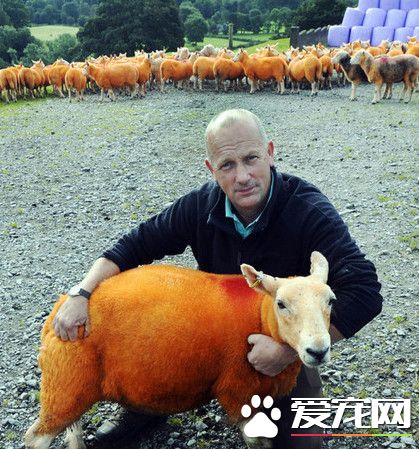 被偷300只羊后 英國牧羊人把800只綿羊全染橘
