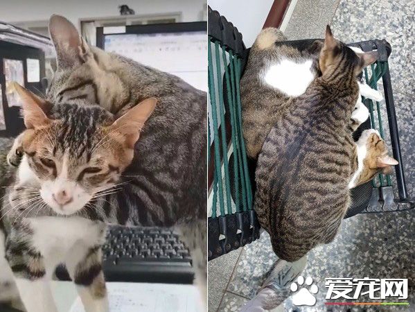 請支持本喵! 喵星人進圈票處探險表情超呆萌