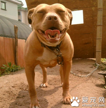 幼子遭朋友的比特犬攻擊致死 母親大度原諒