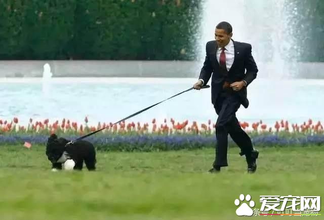 養狗成風尚，來看看美國“皇家御狗”風采
