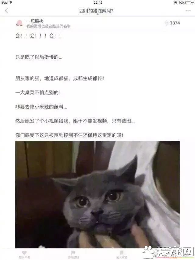 成都貓咪偷吃辣椒被辣哭?這些喵界大佬一個比一個牛!