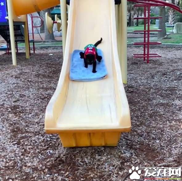 小貓咪先天性畸形像小黑蜘蛛 卻依然勇敢探索世界