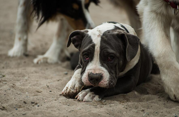 狗狗打完狂犬疫苗多久能出門