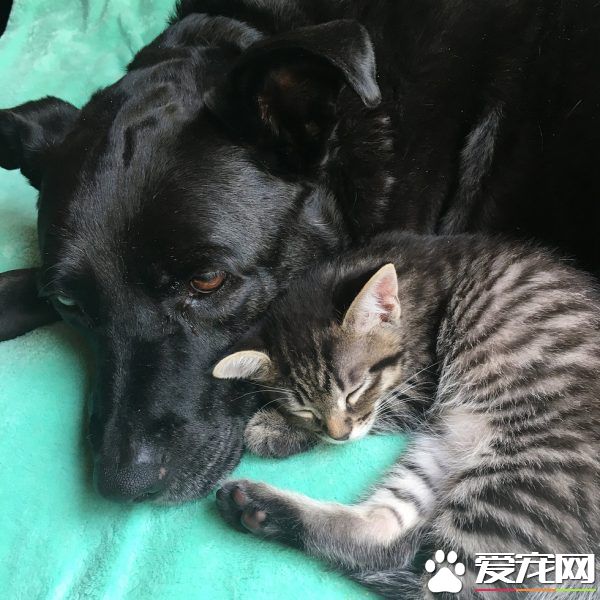 狗媽媽因為貓朋友 開啟了愛貓生涯