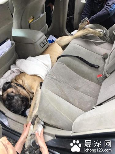 獒犬卡在車座下出不來 驚動消防員拉它出來