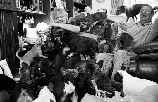 英夫婦每年開銷3萬英鎊飼養41條寵物犬