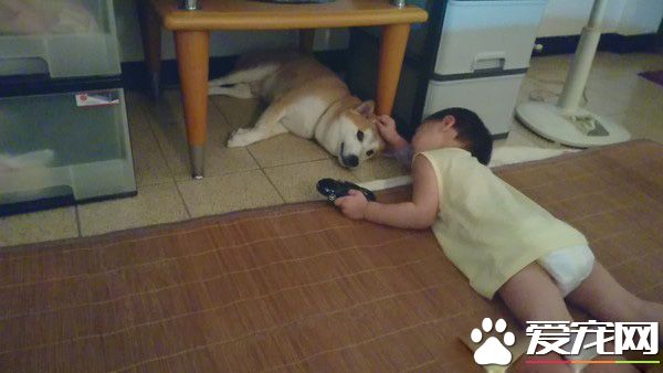 專業柴褓姆照顧小主人超盡職 網友紛紛被暖炸